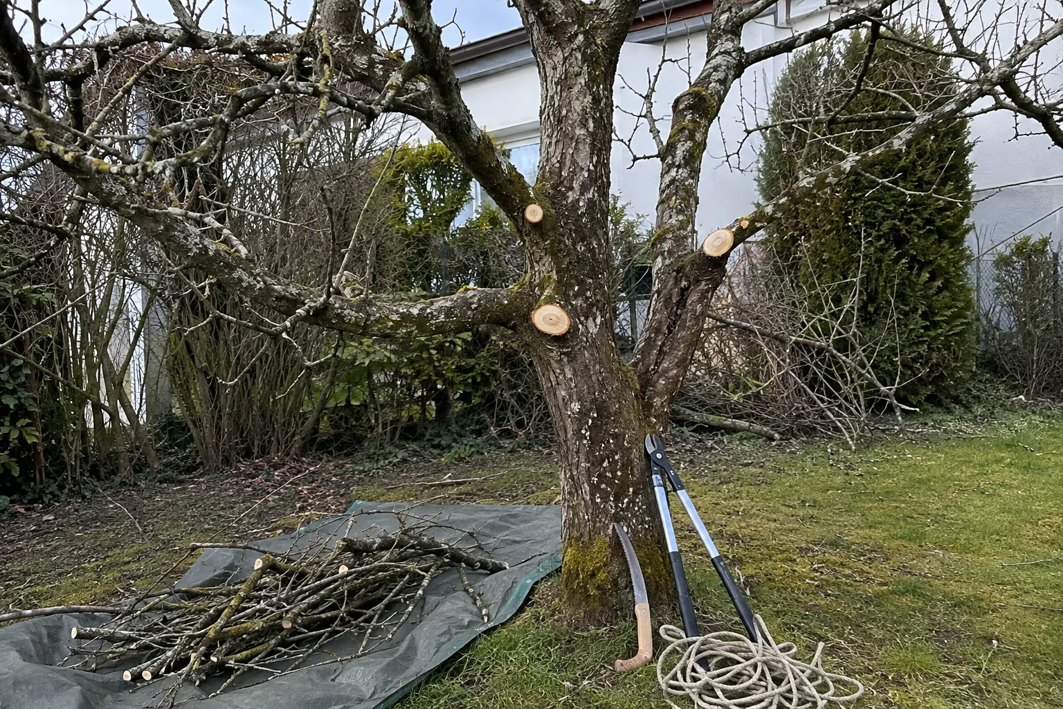 Frisch gepflegter Obstbaum mit Schnittgut und Werkzeugen für den Baumschnitt